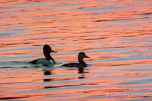 Ducks At Sunrise_DSCF00389.jpg - Ring-necked Ducks (Aythya collaris) photographed along the Rideau Canal Waterway near Merrickville, Ontario, Canada.